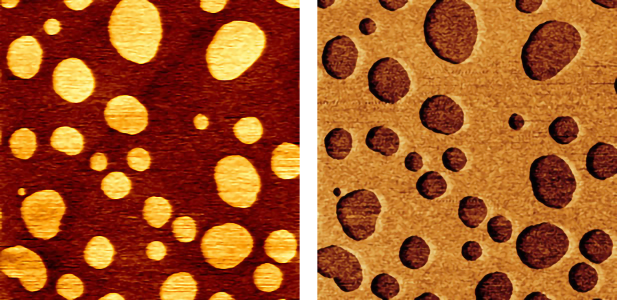 AFM images of a phase-separated lipid bilayer