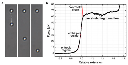 NanoTracker - Mesure de l'élasticité de l'ADN