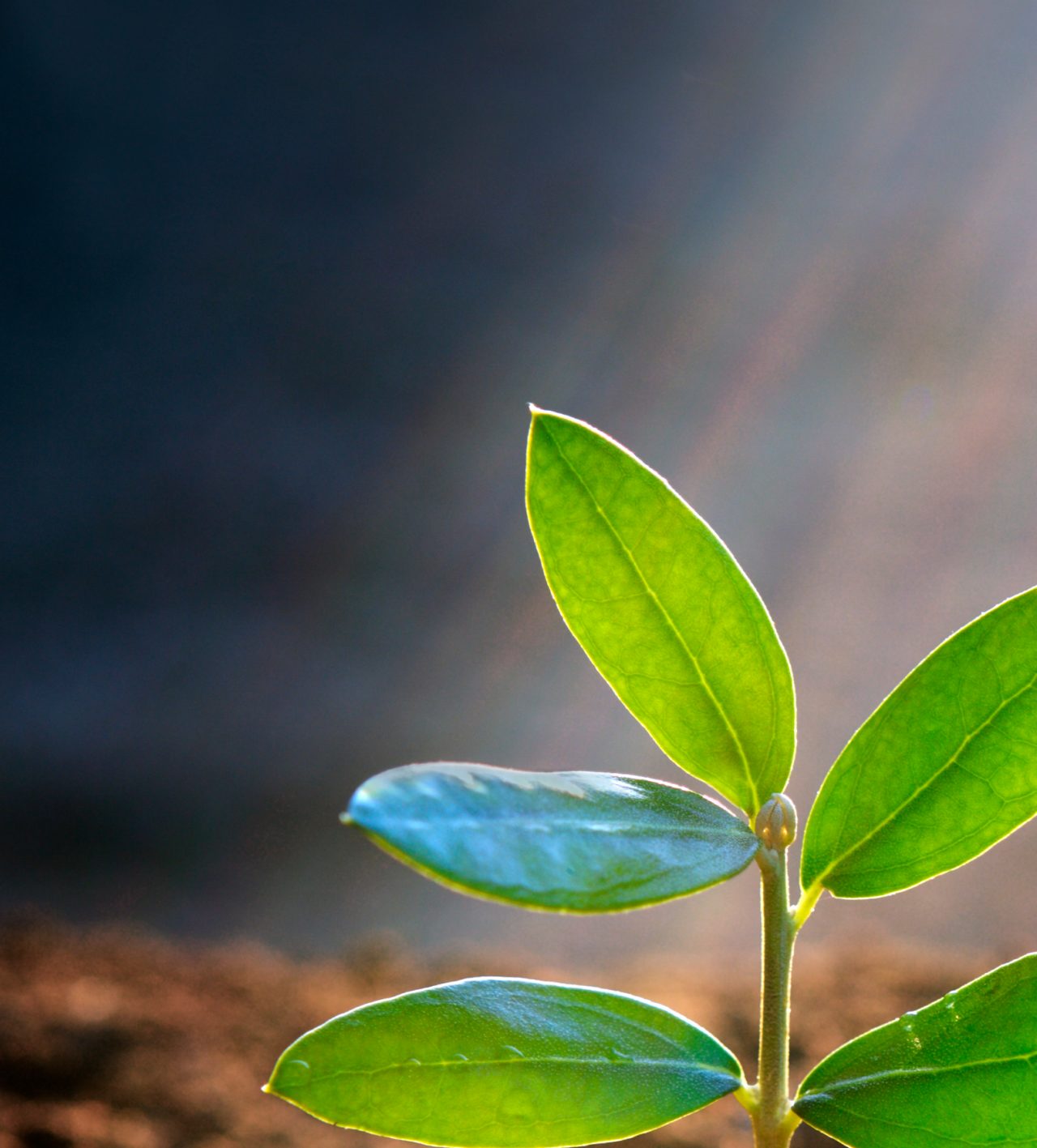 Olive Seedling