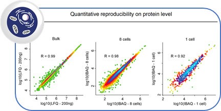 Label-free quantification of proteins in bulk, in 8 cells and in single cells correlated with each other shows good quantitative reproducibility for single cells - demonstrating that single cells have stable core proteomes.