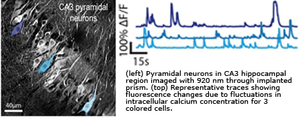 (left) Pyramidal neurons in CA3 hippocampal region imaged with 920 nm through implanted prism. (top) Representative traces showing fluorescence charges due to fluctuations in intracellular calcium concentration for 3 colored cells.