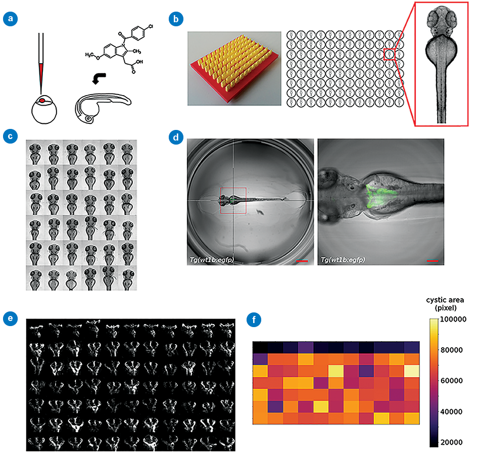 Image shows steps of a screening workflow: injection or treatment (a), aligned embedding (b), automated imaging (c), close-up views (d), kidney imaging (e), and a heatmap of results (f).