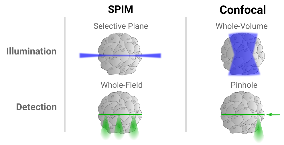 SPIM acquires high-resolution images without compromising photodamage or acquisition speed