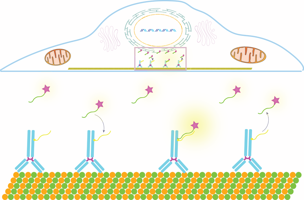 A cartoon rendering of how DNA-PAINT works, showing the oligo-based barcoding of target molecules, such as antibodies, for multiplexed proteomic imaging of cellular targets at nano-resolution
