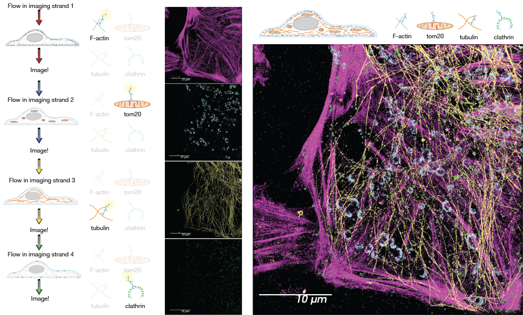 DNA-PAINT imaging results showing BS-C-1 labeled with anti-tubulin, actin, anti-tom20 and anti-clathrin.