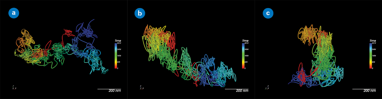 3D views (XY, XZ, YZ) of a QD655-labeled membrane protein domain showing tracking accuracy.