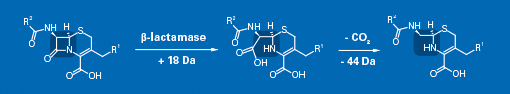 Hydrolysis of an antibiotic's beta-lactam ring leads to mass shifts that can easily be detected by MALDI-TOF mass spectrometry