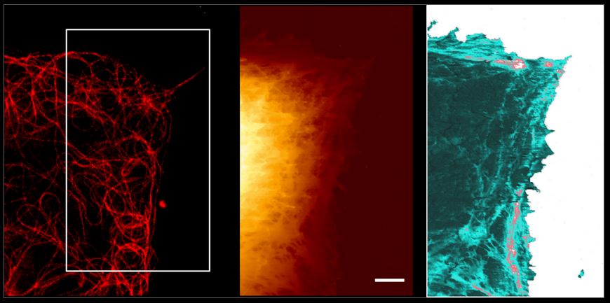 Living A549 cells