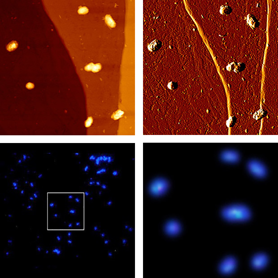 Images of isolated acidithiobacillus bacteria grown on the surface of pyrite