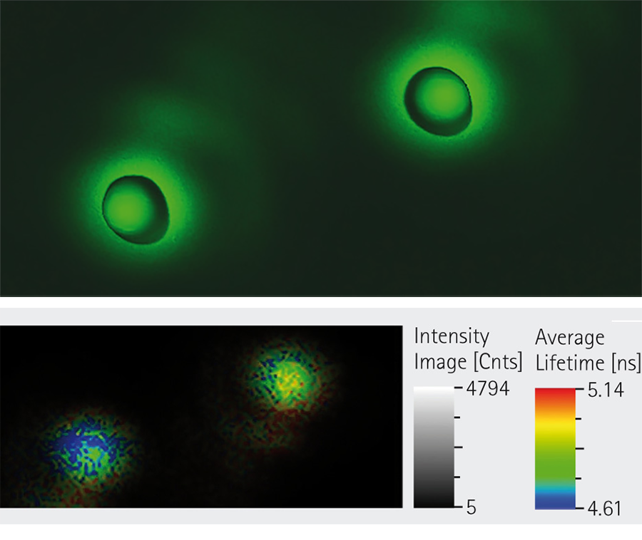 AFM and FLIM measurements on nanoparticles