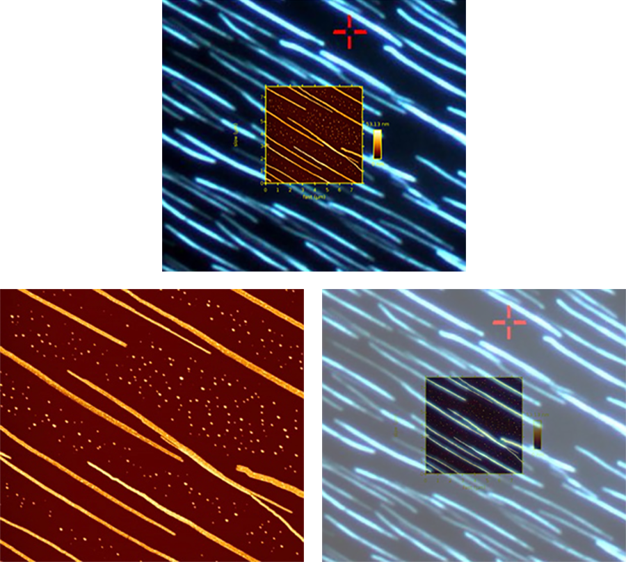 AFM and fluorescence images of p-Hexaphenyl polymer nanofibers formed on mica