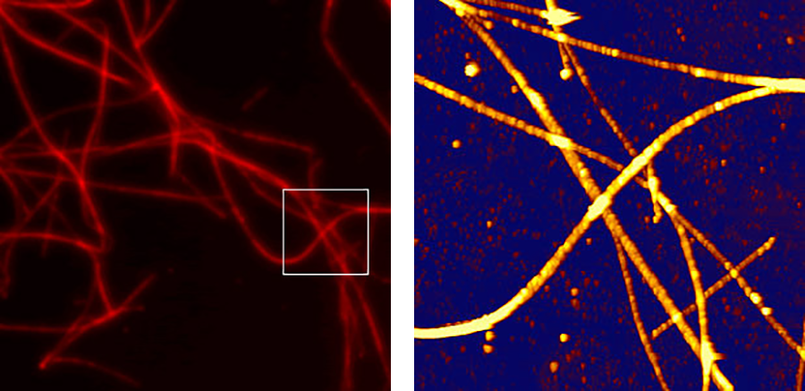 AFM height and fluorescence image of microtubules