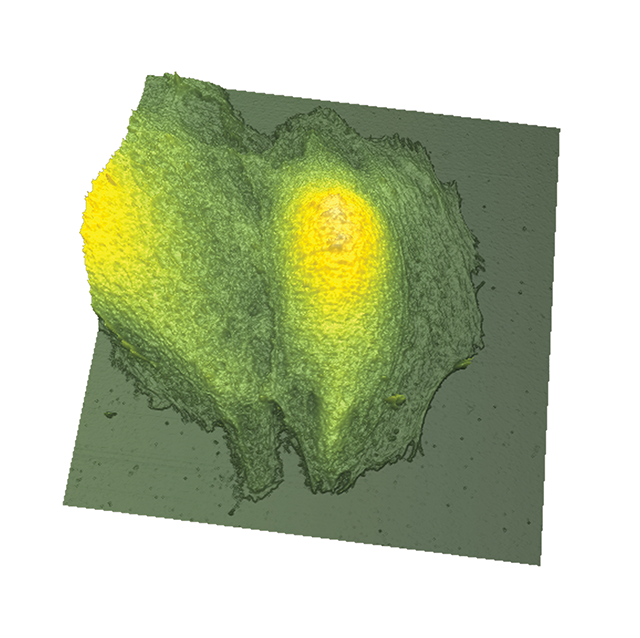 BioScope Resolve MDCK cells