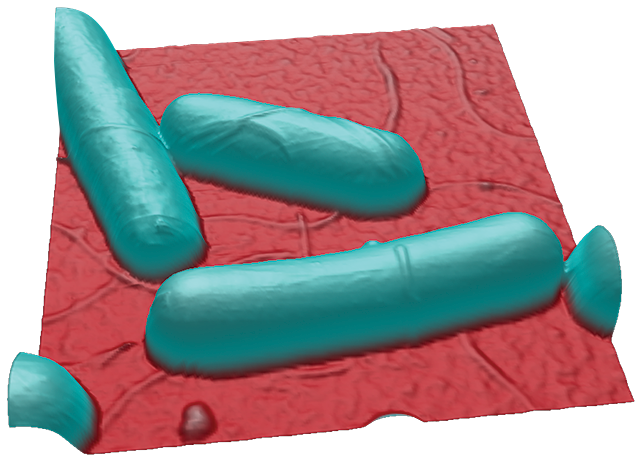 BioScope Resolve E. coli cells
