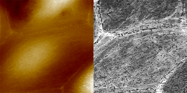 BioScope Resolve microvilli topography modulus