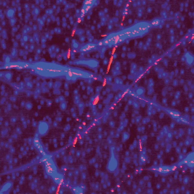 Dimension FastScan AFM - Electrical Characterization