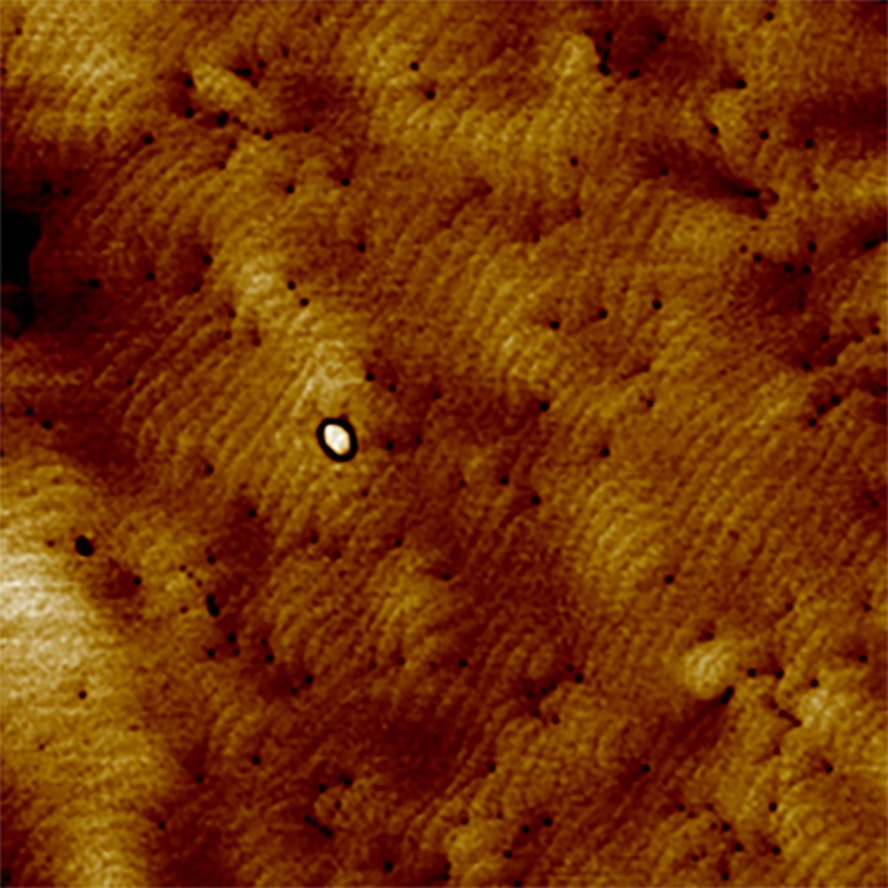 Atomic step structure of gallium nitride (GaN) on silicon carbide (SiC) imaged with ScanAsyst Plus in TappingMode, using an OTESPA probe. Image size 5 µm.