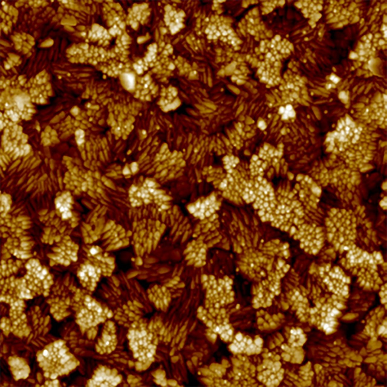 Nanoscale grain structure of indium tin oxide (ITO) film imaged with ScanAsyst Plus in PeakForce Tapping Mode, using a ScanAsyst-Air-HPI probe. Image size 2 µm.