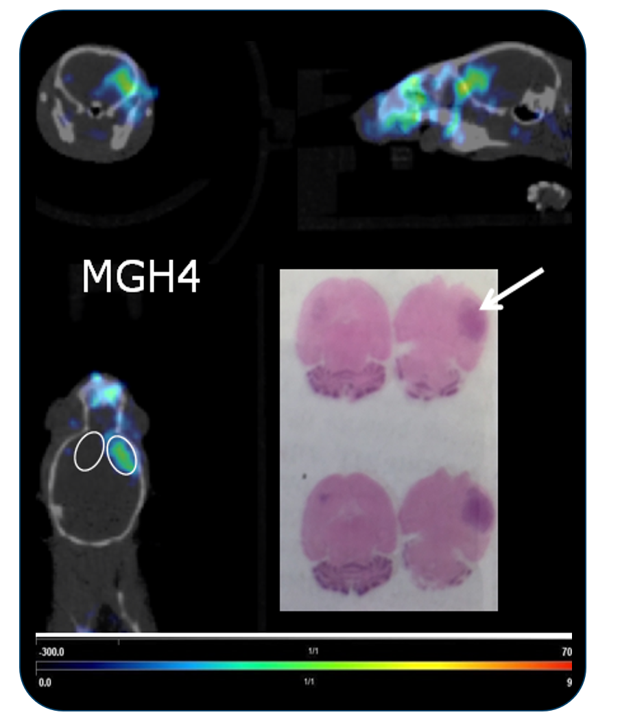 Tumor Specific Targeting