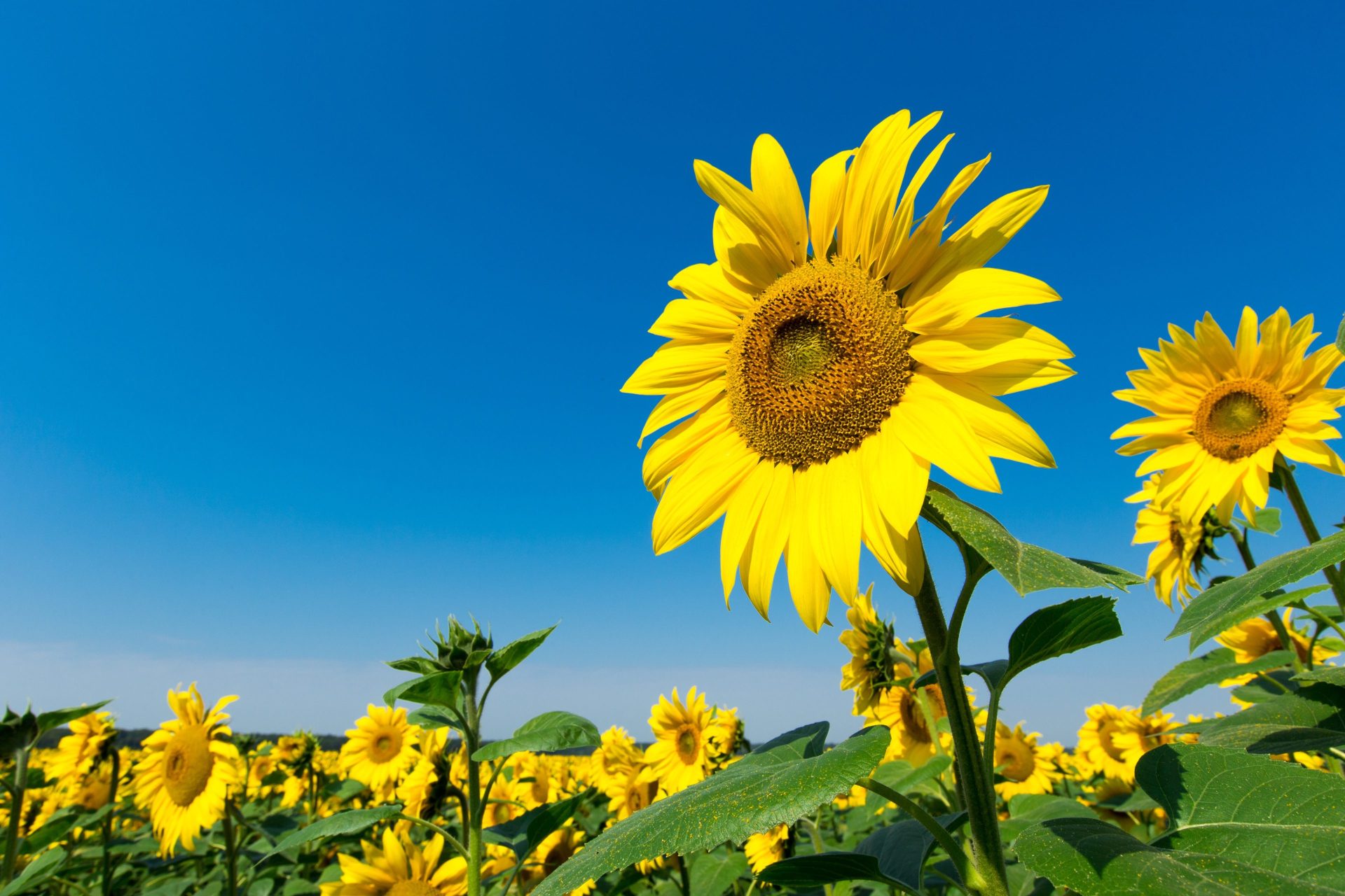 Sunflower field with blue sky