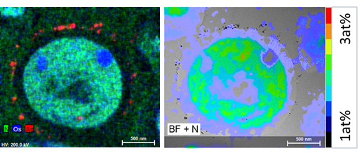 図3：樹脂包埋された酵母細胞の元素分析。軽元素と重元素は容易に区別することができます。窒素の数質量パーセントの定量的マッピングは日常的に可能です。銀の免疫標識と関連する硫黄を表示できます。30mm2 EDS検出器領域、収束角0.09sr、取り出し角22°、標準STEM、取得時間 20 分。