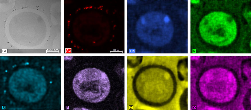 酵母細胞の明視野像と単一元素マップ