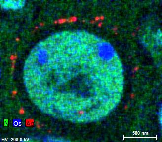 窒素(N)、オスミウム(Os)、銀(Ag)の混合元素マップ