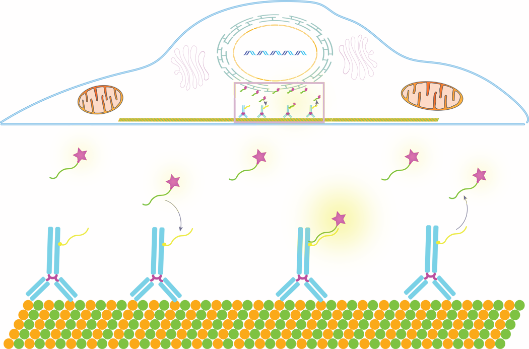 dna paint imaging with super resolution sml bruker