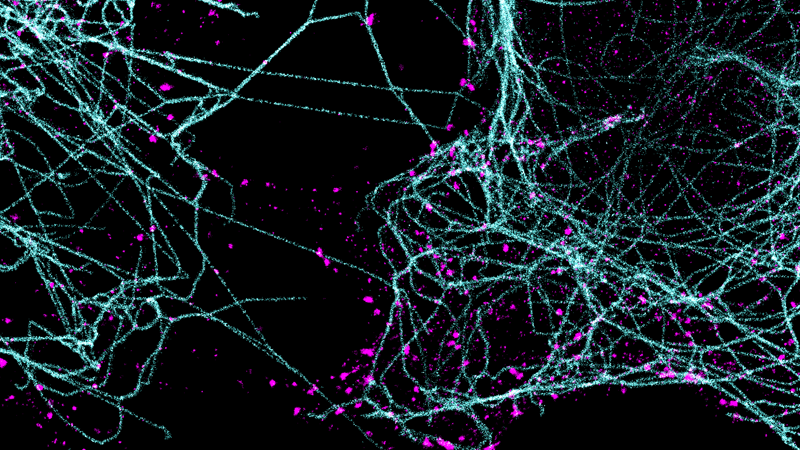Still image of multicolor multiplexed super-resolution imaging. Tubulin proteins - polymerized into long chains - labeled in cyan. Clathrin proteins - assembled into spherical lattices - in magenta.