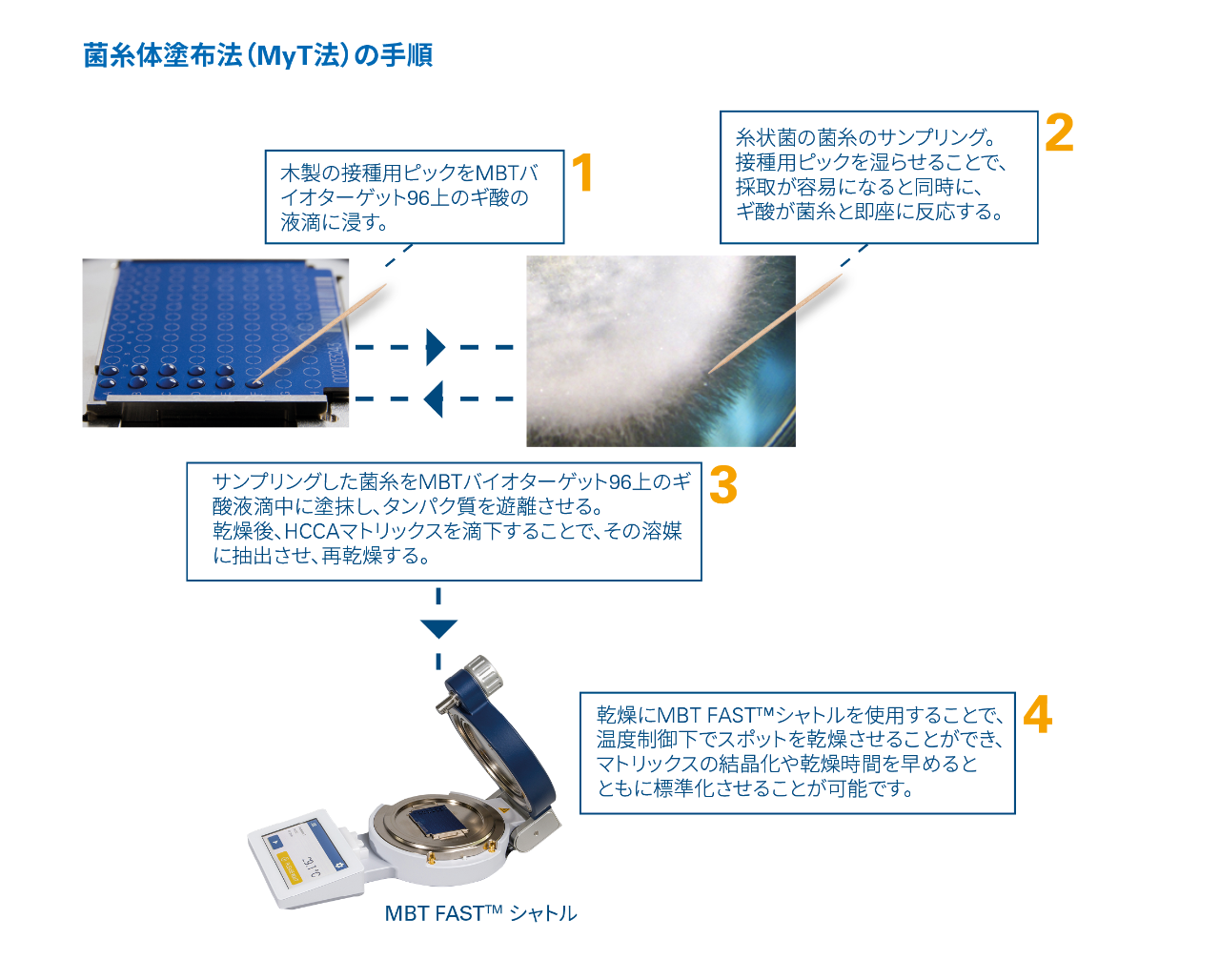The Mycelium Transfer (MyT) procedure workflow. Step 1. A wooden inoculation stick is dipped into a droplet of formic acid, applied onto an MBT Biotarget 96. Step 2. Sampling of the mold's front mycelium is improved by the wet wooden inocuation pick, while also already instantly enabling reaction of the acid with the mold. Step 3. The mold is subsequently smeared in the formic acid droplet on the MBT Biotarget 96 IVD, liberating proteins which are - after drying and addition of a droplet of IVD HCCA matrix - extracted into the solvent components of the matrix. Step 4. Drying of the spots under the controlled conditions at elevated temperature, using the MBT FAST Shuttle IVD, ensures standardized crystalization of the matrix while speeding up the drying process.
