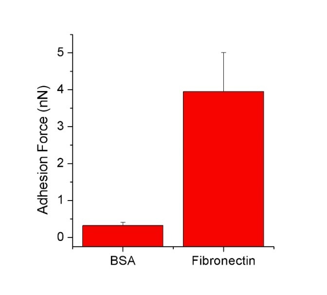 セルヘッション® - BSAおよびフィブロネクチン被覆表面上のCHO細胞の接着 