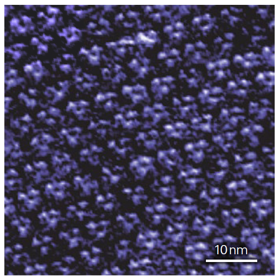 ナノウィザードバイオサイエンス - バクテリオロドプシンのトポグラフィー画像