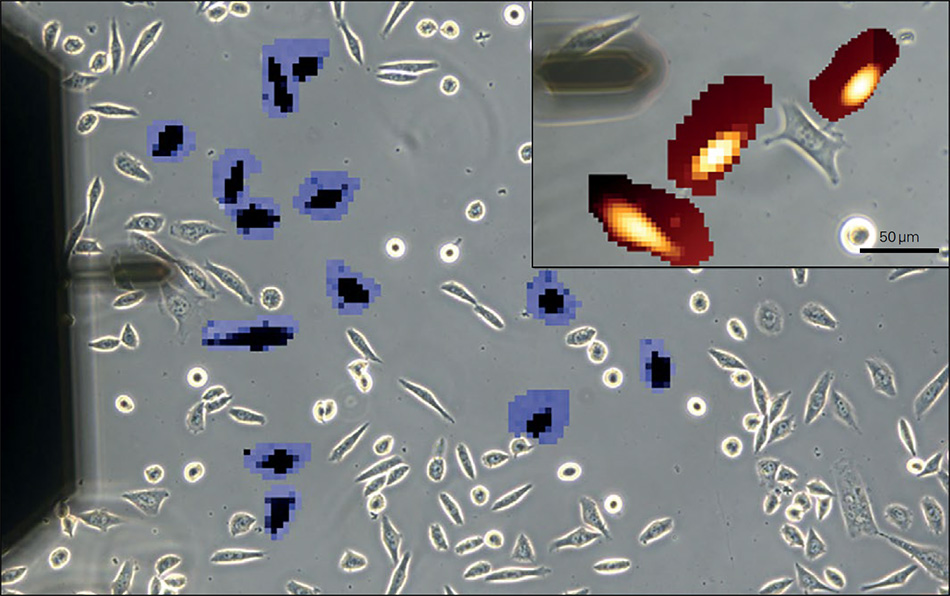 Figure showing stiffness mapping of 2D cell populations: SmartMapping applied to living 3T3 fibroblast cells on 50 kPa EasyCoat Petrisoft hydrogel, with phase contrast image (1100 μm × 695 μm) used for cell selection.