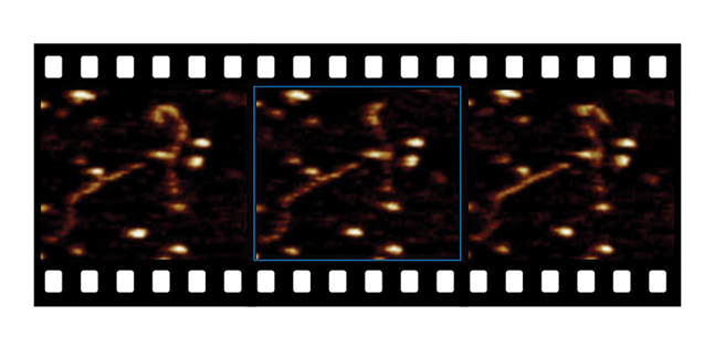 ディメンションファストスキャンAFM - 流体中のマイカ上のDNA