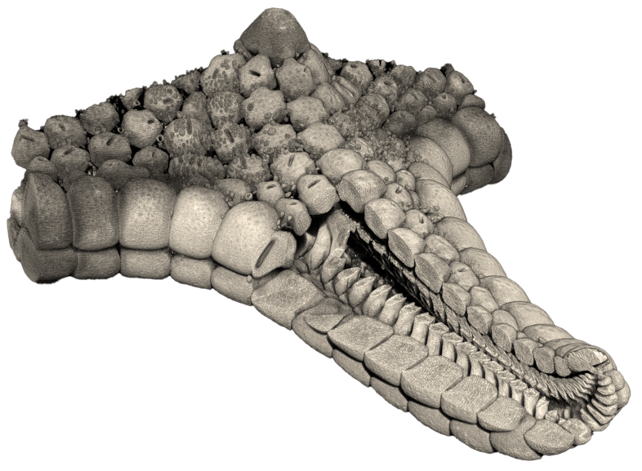 Micro-CT / 3D XRM image of a starfish showing the external surface as well as cross-sectional view into its interior.