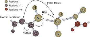 protein backbone