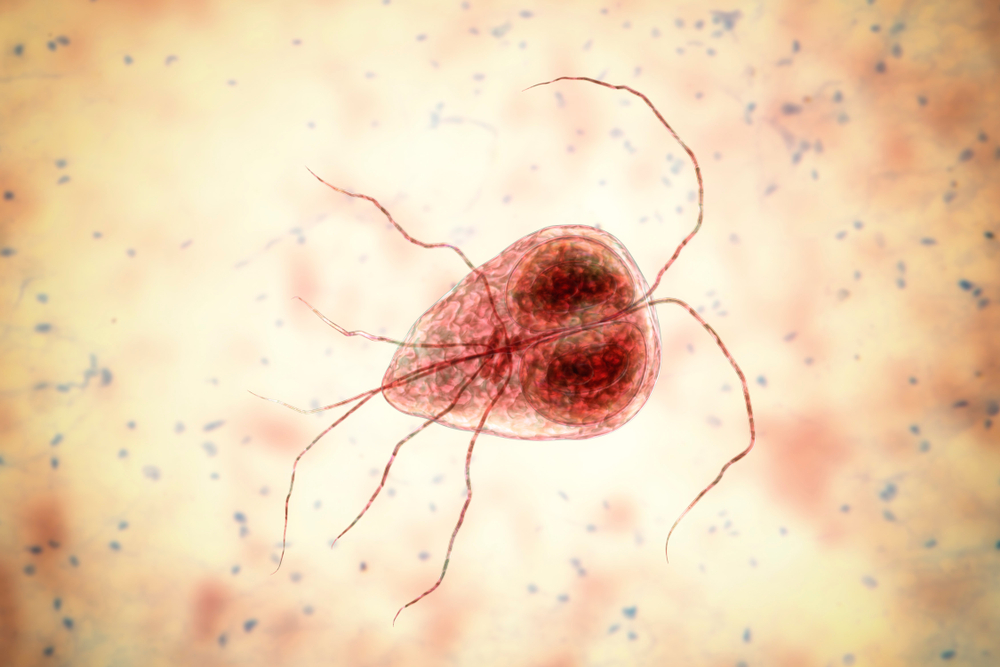 NMRによる抗マラリア薬の有効性の評価
