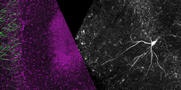 Imaging Dendritic and Somatic Activity Underlying Hippocampal Place ...