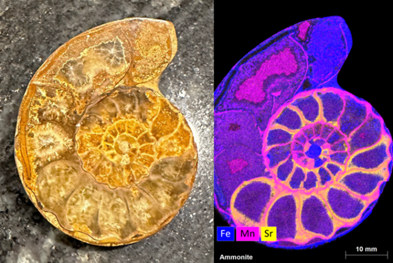 Figure 2: Elemental analysis of an ammonite sample and its elements distributions of Fe, Mn, and Sr. 