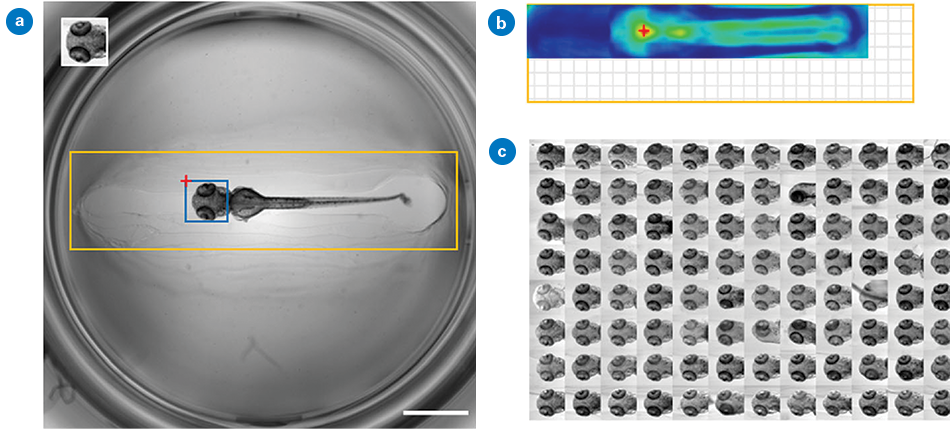 Image shows automated detection of zebrafish heads using template matching, with matching areas and results shown across a 96-well plate.