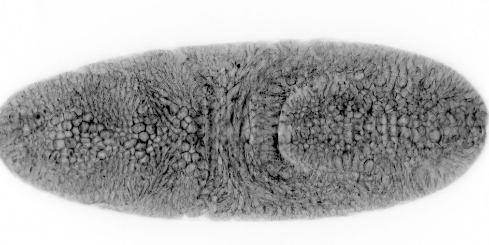 Membrane staining of developing fruit fly (Drosophila)