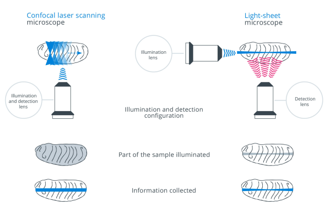 Comparison of Confocal Microscopy and Light-Sheet Microscopy