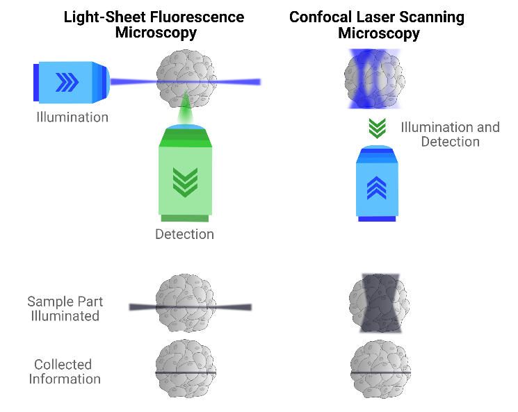 Light-Sheet Fluorescence Microscopy and Confocal Laser Scanning Microscopy