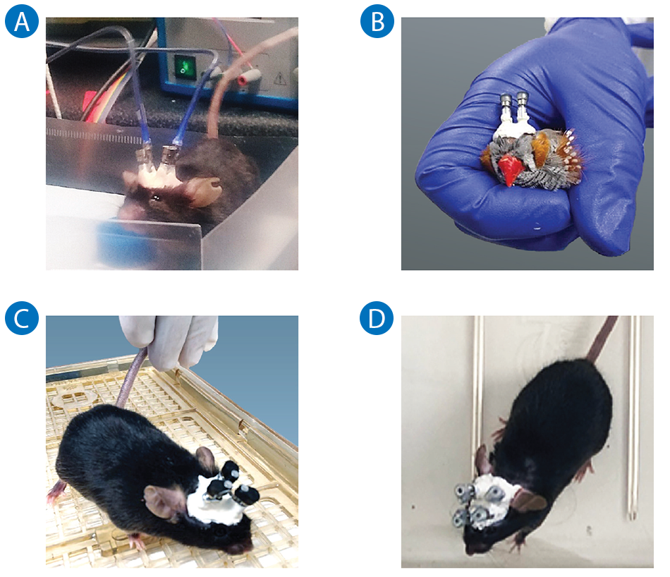 Tech Note: Deciphering Brain Function with the World's First Multi ...