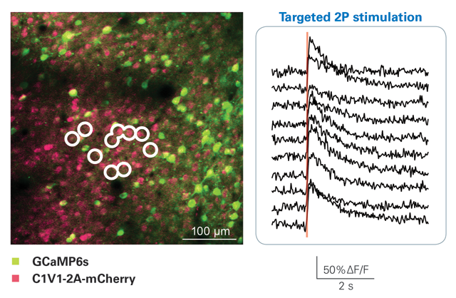 Optical stimulation of selected cells containing GCaMP6s