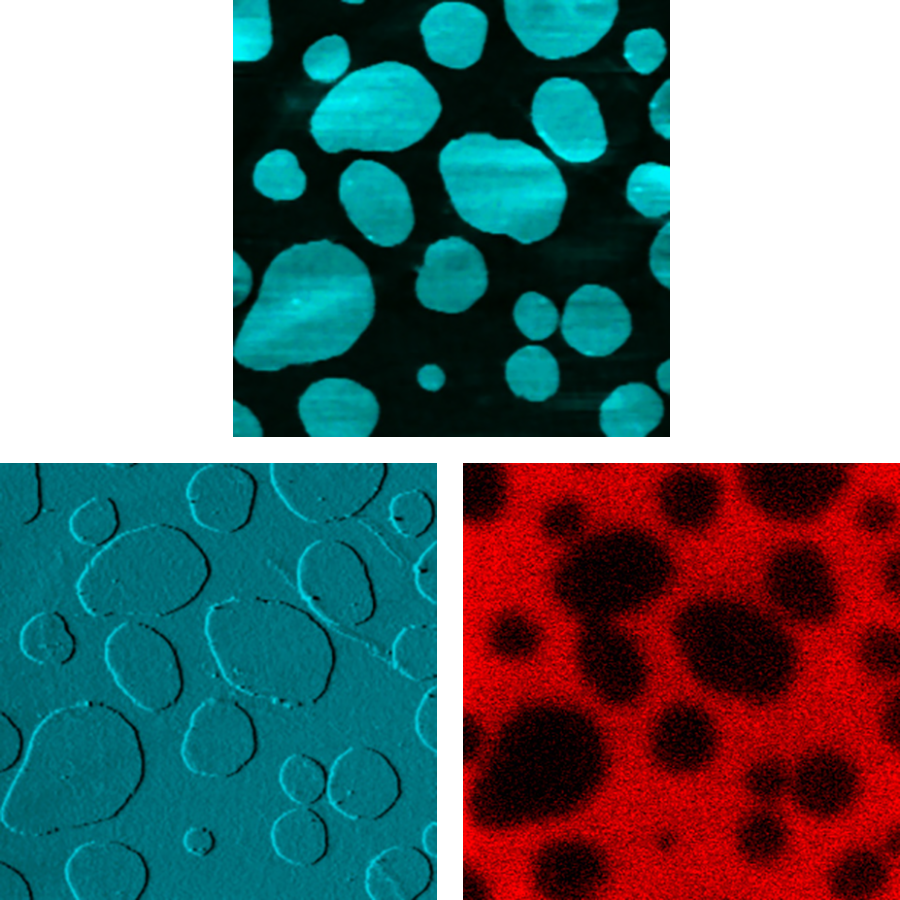 AFM and confocal fluorescence images of a phase-separated lipid bilayer sample