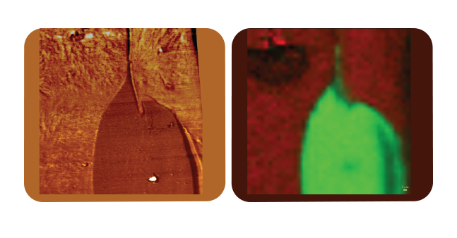 Dimension Icon-Raman AFM - PeakForce QNM Modulus Image