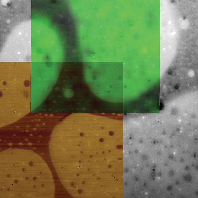 Dimension Icon-Raman AFM - ScanAsyst of Polymer Blend