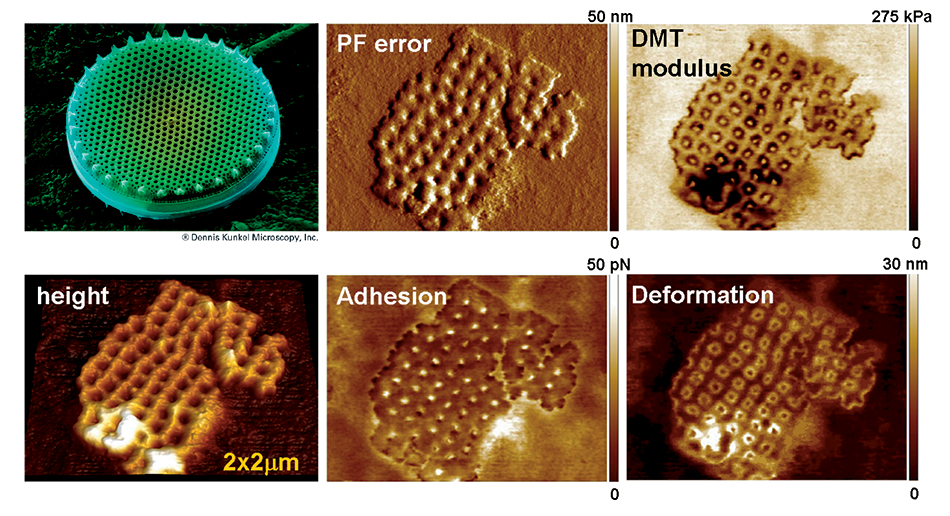 Imaging of phytoplankton cell wall with a BioScope Catalyst AFM