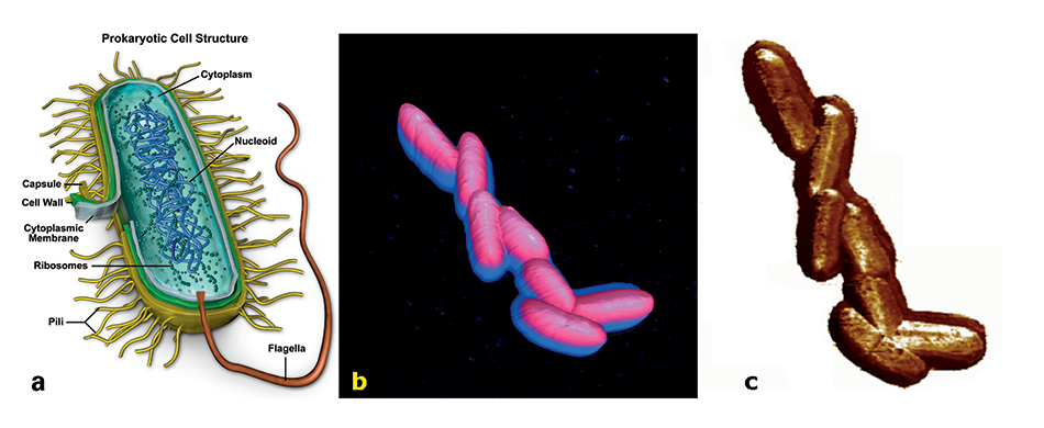 E. Coli K12 bacteria imaged by PeakForce QNM on a BioScope Catalyst AFM.